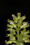 Slender wild basil